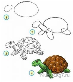 comment dessiner les animaux du zoo tortue