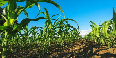 Quebec solidaire propose une augmentation salariale pour les travailleurs agricoles