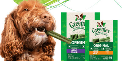 concours greenies chien