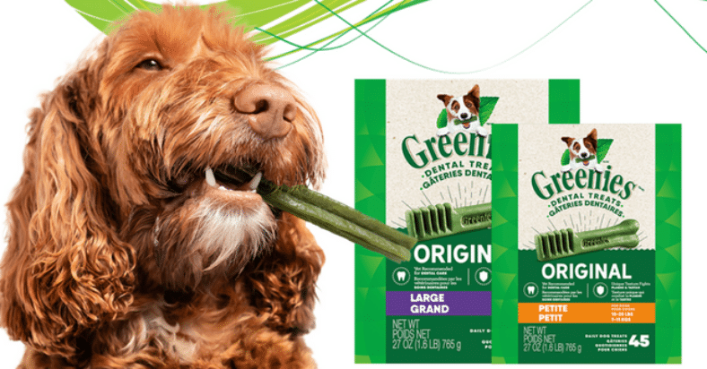 concours greenies chien
