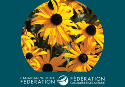 graines fleurs gratuits rudbeckies herissees